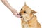 Hand feeding large dog treat