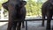 Hand feeding large elephant