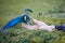 Hand feeding male blue peafowl