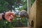 Hand Feeding Parakeet