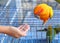 A Hand feeding a Parrot