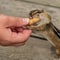 Hand Feeding Peanut in Shell to Chipmunk