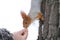 Hand feeding red squirrel