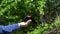 Hand feeding a red wing blackbird.