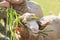 Hand feeding ruzi grass for merino sheep in farm