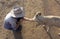 Hand feeding sheep in outback Australia