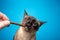 hand feeding siamese cat treat stick on blue background