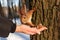 Hand feeding squirrels with nuts in the winter forest