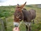 Hand feeding a sweet donkey