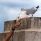 Hand feeding wild seagull outside