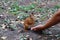 Hand feeds squirrel with sunflower seeds.