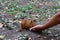 Hand feeds squirrel with sunflower seeds.