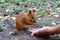 Hand feeds squirrel with sunflower seeds.