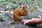 Hand feeds squirrel with sunflower seeds.