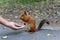 Hand feeds squirrel with sunflower seeds.