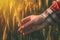 Hand of female agronomist in ripening wheat field