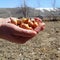 The hand of a female farmer holds a handful of small orange bulbs for planting. Planting season. Agricultural work.