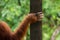 Hand of female orangutan close-up