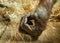 Hand of female orangutan living indoors in captivity