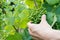 Hand of female wine farmer checks quality of young green pinot noir grapes in a vineyard