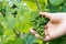 Hand of female wine farmer checks quality of young green pinot noir grapes in a vineyard