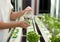 Hand with fertilizes on organic hydroponic vegetable growing in