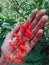 HAND WITH FLOWERS