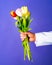Hand with flowers. A man gives tulips. Colored tulip in the hand of a gentleman for a lady. Romantic gift. Date. Flower