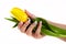 Hand with french manicure holding a tulip