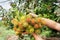 Hand and fruit rambutan bunch botanic fresh from farm garden on