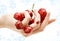 Hand full of red cherries