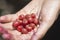 Hand full of red Goumi berries Elaeagnus multiflora