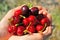 Hand full of ripe cherries