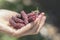 Hand full of Tibetan mulberry Morus macroura also known as the Long Mulberry