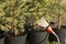 Hand garden hose with a water sprayer, watering the coniferous plants in the nursery
