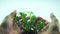 Hand garden man hold tree on white background. Plant 4 k footage. Green plant withers concept nature environment and save earth