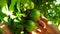 Hand gardener checks a organic green passion fruits on the vine