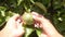 Hand gardener checks organic green passion fruits on the vine in the farm, passion fruit farm,Organic vegetables, Fresh passion fr