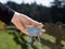 Hand of a gardener giving fertilizer to garden plants