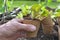 Hand of gardener holding a salad seedling in a peat pot