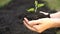 Hand of gardener holding a seedling plant and soil