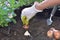 hand of gardener planting bulb of tulip on the soil