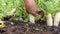 Hand gardener pulls ripe daikon radish out of the soil