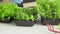 Hand of a gardener putting price tag in front of trays with microgreen close up