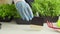 Hand of a gardener putting price tag in front of trays with microgreen close up