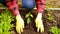 Hand of gardener seedling young vegetable plant in the fertile soil. Woman's hands in yellow gloves and red shirt is