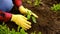 Hand of gardener seedling young vegetable plant in the fertile soil. Woman's hands in yellow gloves and red shirt is