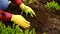 Hand of gardener seedling young vegetable plant in the fertile soil. Woman's hands in yellow gloves and red shirt is