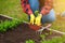 Hand of gardener seedling young vegetable plant in the fertile soil. Woman& x27;s hands in yellow gloves and red shirt is