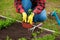 Hand of gardener seedling young vegetable plant in the fertile soil. Woman& x27;s hands in yellow gloves and red shirt is